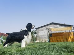 -趣玩宠物乐园寄养训犬训狗游泳池