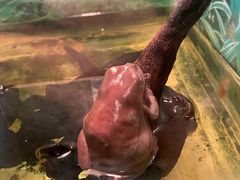 -上海大自然野生昆虫馆(东方明珠·爬宠昆虫探索中心)