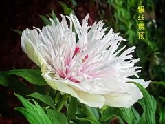 -洛阳市隋唐城遗址植物园