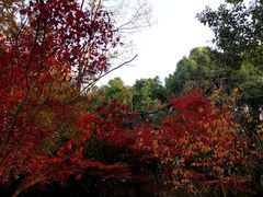 -新江湾城公园