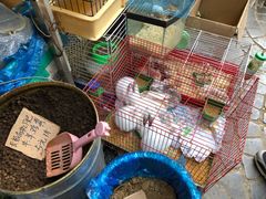 -曲阳花鸟市场(曲阳路店)