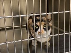 -萌兽医馆·犬猫专科·眼科中心·宠物医院(朝阳门分院)