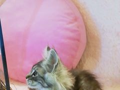 -十年猫舍·猫咪专门店(普陀店)