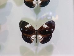 -上海昆虫博物馆