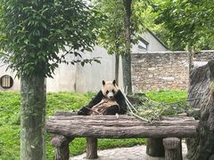 -卧龙中华大熊猫苑神树坪基地