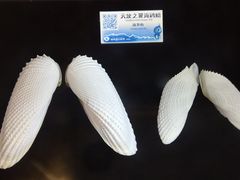 -贝壳梦幻世界