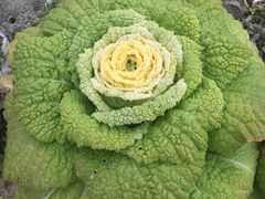 -幺不倒重庆小面(大梁店)