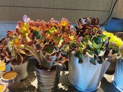 -双季花艺园艺市场(浦东店)