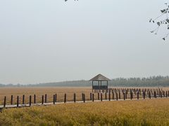 -西青郊野公园