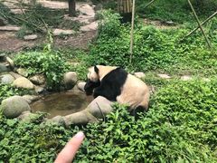 -都江堰中华大熊猫苑