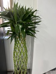 点击看大图 -悟空祛痘·诺奖技术专业店