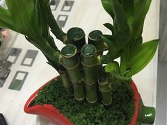 -双季花艺园艺市场(浦东店)