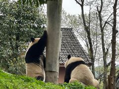 -中国大熊猫保护研究中心雅安碧峰峡基地