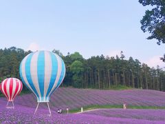 -大塘金香草谷