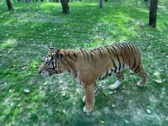 -北京野生动物园