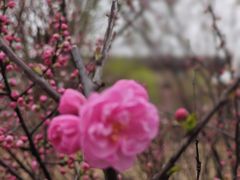 -桃花堤公园
