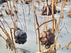 -野鸭湖国家湿地公园