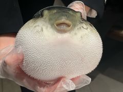-鲐赏河豚(长寿店)