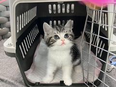 -lincat·猫舍(广州店)