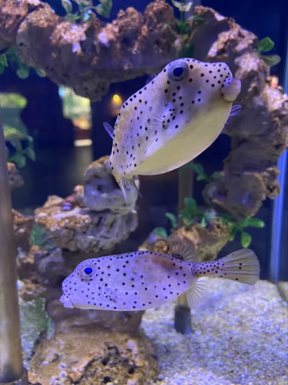 超级美的海底生物