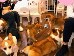 -柯斗斗主题餐厅·狗咖·围炉煮茶·茶饮(国瑞升平里店)