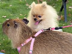 -J Create城市露营咖啡·简餐·宠物(上海动物园店)