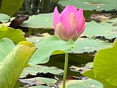 -大兴滨河森林公园