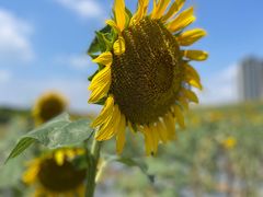 -光明小镇欢乐田园