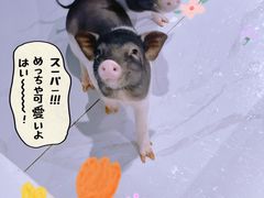 -夏食光安顺小舒冰粉冰浆(甲秀楼店)