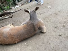 -上海野生动物园