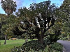 -墨尔本皇家植物园