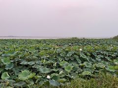 -七的湖·晚芳亭·阳澄湖农家菜·大闸蟹(莲花岛店)