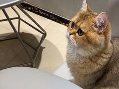 -藏猫猫咖啡主题馆(中央大道店)