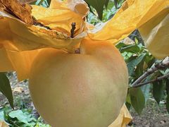 -老袁家蜜桃农场·阳山水蜜桃