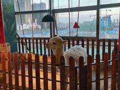 -昆明大悦城未来动物城(螺蛳湾中心店)