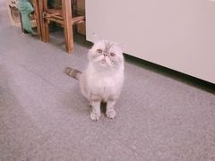 -猫色咖啡·猫咖
