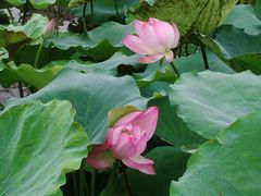 -飞来湖湿地公园