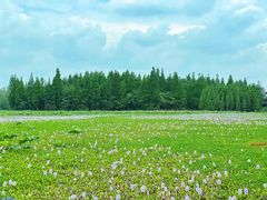 -白鹭湾湿地公园