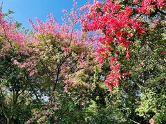 -曼听御花园