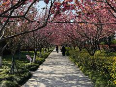 -高东镇樱花园