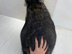 -浣熊柯尔鸭土拨鼠·电玩咖