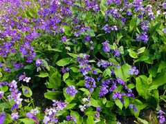 -黄海国家森林公园