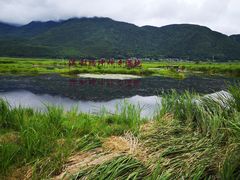 景点-腾冲北海湿地