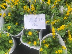 -龙大花卉苗木市场