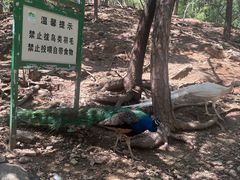 -燕塞湖鸟语林景区