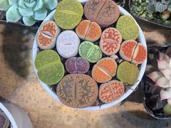 -Rabbit Cafe私房西餐甜点咖啡(栖霞路店)