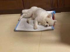 -纳吉亚猫专科动物诊疗中心(蒋宅口分院)
