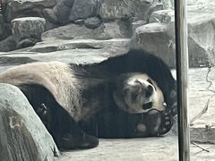 -武汉动物园