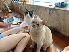 -Catmate·猫肥家润(金润铂宫店)