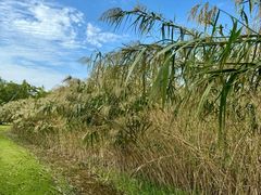 -梁鸿国家湿地公园